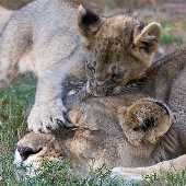 Gir Safari Booking Gir Lion Safari